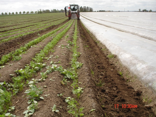 2023-05-17 Plastbortstagning